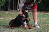 ROTTWEILER - BROSSAGE 077